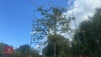 FAGUS SYLVATICA - PLEACHED (COMMON BEECH - 4