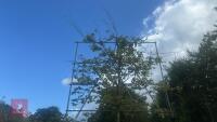 FAGUS SYLVATICA - PLEACHED (COMMON BEECH - 5
