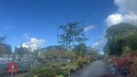 FAGUS SYLVATICA - PLEACHED (COMMON BEECH - 6