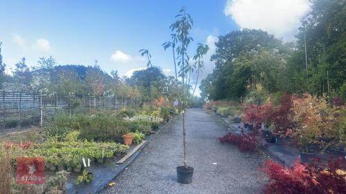PRUNUS DOMESTICA 'SMALL BLACK'D CHERRY'
