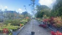 PRUNUS DOMESTICA 'SMALL BLACK'D CHERRY' - 2