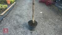 PRUNUS DOMESTICA 'SMALL BLACK'D CHERRY' - 3