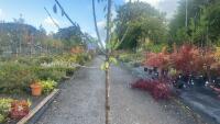 PRUNUS DOMESTICA 'SMALL BLACK'D CHERRY' - 4