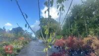 PRUNUS DOMESTICA 'SMALL BLACK'D CHERRY' - 5