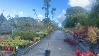 PRUNUS DOMESTICA 'SMALL BLACK'D CHERRY' - 7