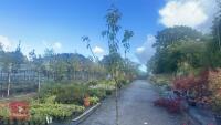 PRUNUS DOMESTICA 'SMALL BLACK'D CHERRY' - 8