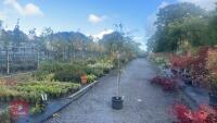 PRUNUS DOMESTICA 'SMALL BLACK'D CHERRY'