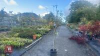 PRUNUS DOMESTICA 'SMALL BLACK'D CHERRY' - 2