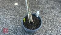 PRUNUS DOMESTICA 'SMALL BLACK'D CHERRY' - 3