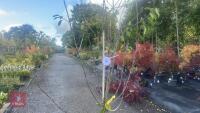 PRUNUS DOMESTICA 'SMALL BLACK'D CHERRY' - 5
