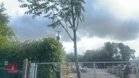 SORBUS AUTUMN SPIRE (ROWAN) - 5