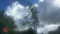 SORBUS AUTUMN SPIRE (ROWAN) - 6