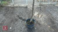 PRUNUS DOMESTICA - 3