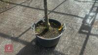 PRUNUS ACCOLADE (ORNAMENTAL CHERRY) - 3