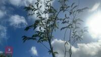 PRUNUS ACCOLADE (ORNAMENTAL CHERRY) - 8