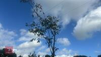 PRUNUS ACCOLADE (ORNAMENTAL CHERRY) - 11