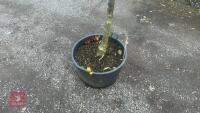 PRUNUS ACCOLADE (ORNAMENTAL CHERRY) - 12
