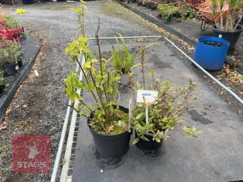2 DEUTZIA (SNOW FLOWER)