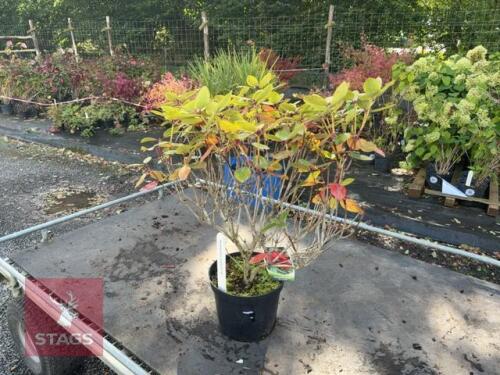 1 RHODODENDRON TROMBA (AZALEA 'TROMBA')