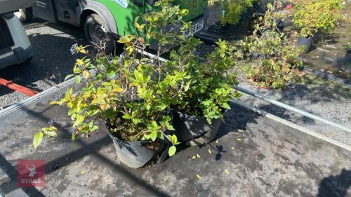 2 X VIBURNUM EVE PRICE