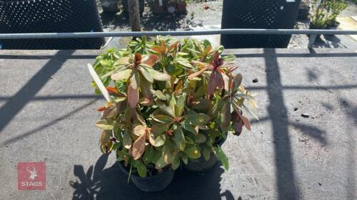 4 X EUPHORBIA ROBBIAE