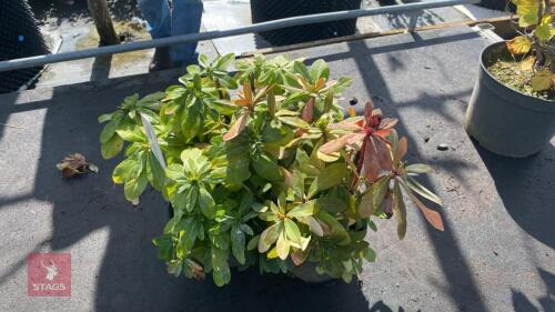3 X EUPHORBIA ROBBIAE