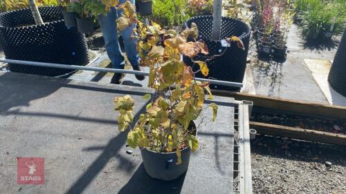 1 X CORYLUS CONTORTA