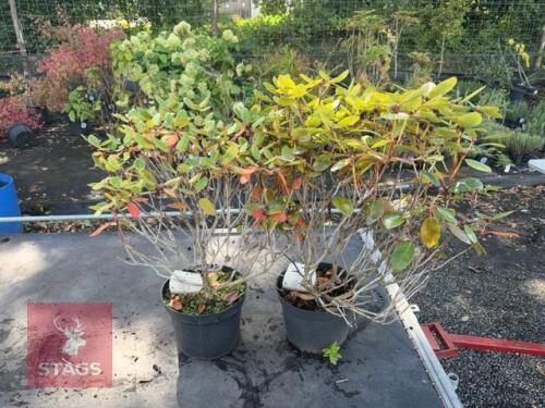 2 RHODODENDRON TROMBA (AZALEA 'TROMBA')