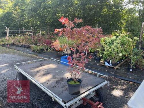 1 RHODODENDRON JOLIE MADAME
