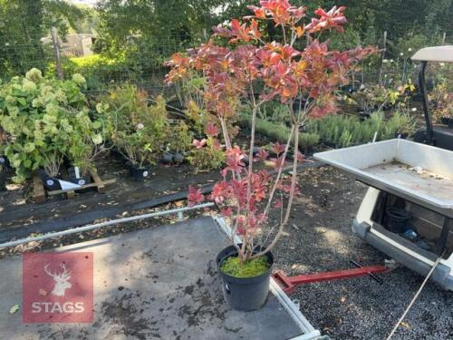 1 RHODODENDRON JOLIE MADAME
