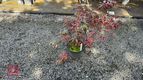 1 RHODODENDRON 'LUTEUM' (AZALEA LUTEUM)
