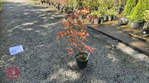 1 RHODODENDRON 'ANNEKE' (ANNEKE AZALEA)