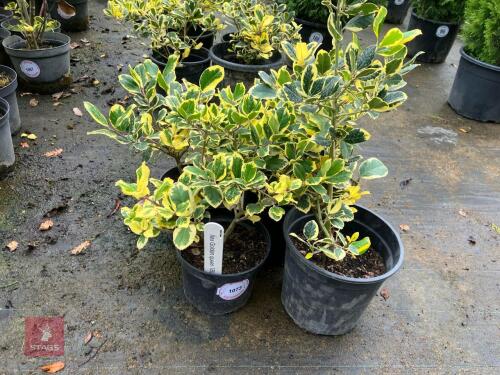 4 ILEX GOLDEN QUEEN