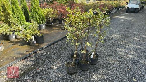 5 ILEX GOLDEN QUEEN