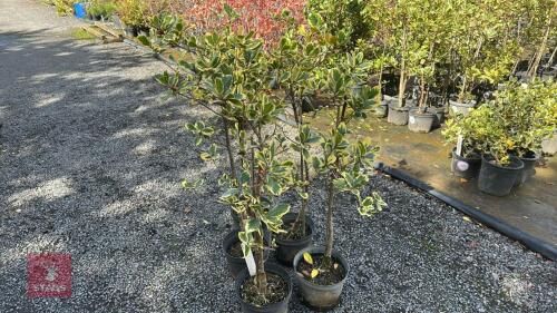 5 ILEX GOLDEN QUEEN HOLLY GOLDEN QUEEN