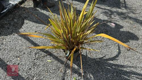 1 X PHORMIUM SUNDOWNER