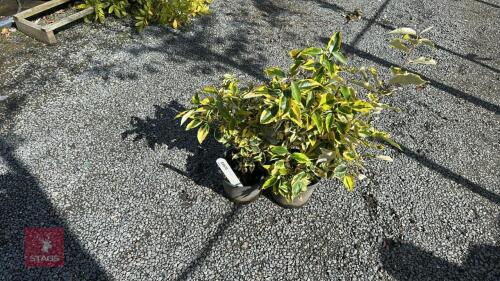 2 X ELEAGNUS GILT EDGE