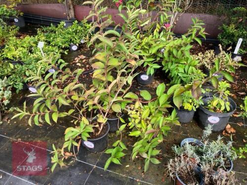 2 WEIGELIA BRISTOL RUBY