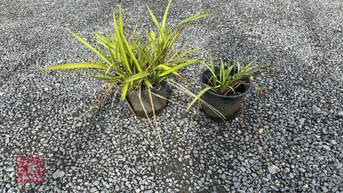 2 X PHORMIUM YELLOW WAVE