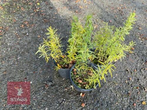 4 ROSMARINUS OFFICINALIS (ROSEMARY)