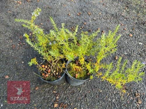 4 ROSMARINUS PROSTRATUS (ROSEMARY)