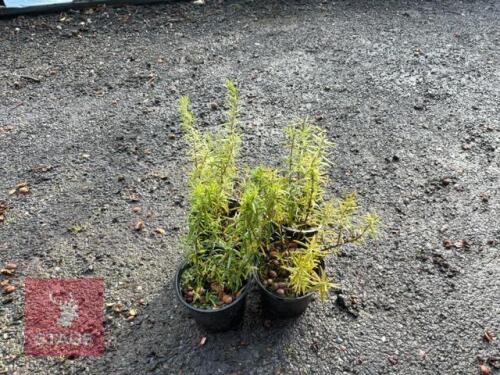 4 ROSMARINUS OFFICINALIS (ROSEMARY)