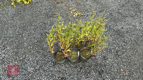 6 X PHLOX BAMBINI