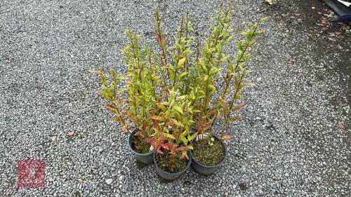 5 LYTHRUM ROBERT (PURPLE LOOSESTRIFE)