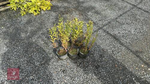 5 X PHLOX BAMBINI