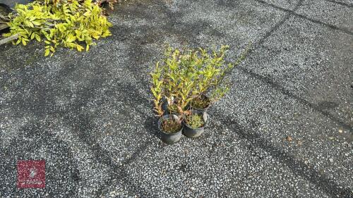 4 X LYTHRUM ROBERT
