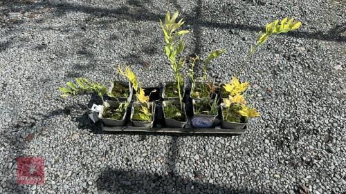 9 POLYGONATUM HYBRIDUM