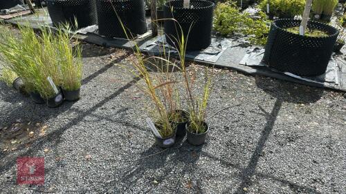 3 MISCANTHUS NEPALENSIS