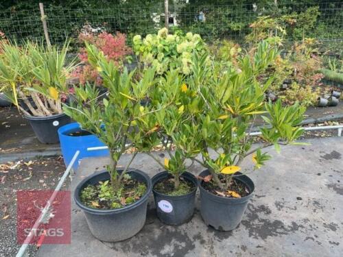 3 PRUNUS OTTO LUYKEN (CHERRY LAUREL)