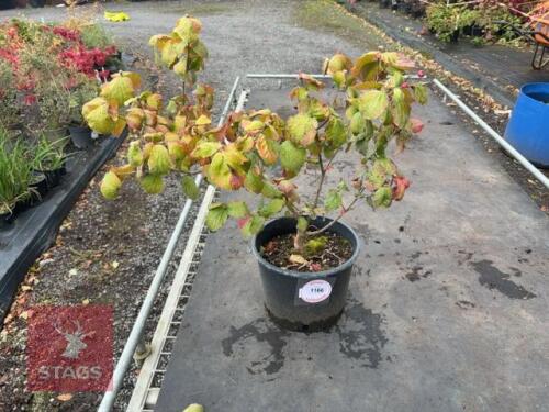 VIBURNUM CARLESII